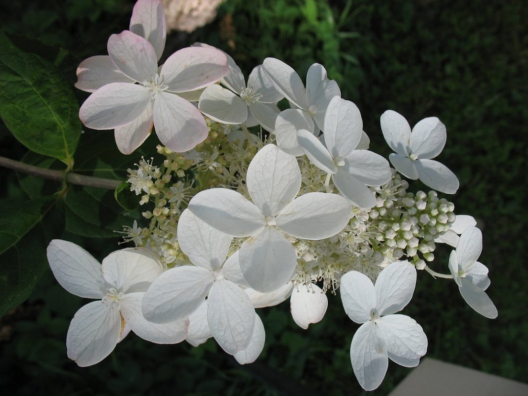 Гортензия - Елена Павлова (Смолова) Гортензия - Елена Павлова (Смолова)