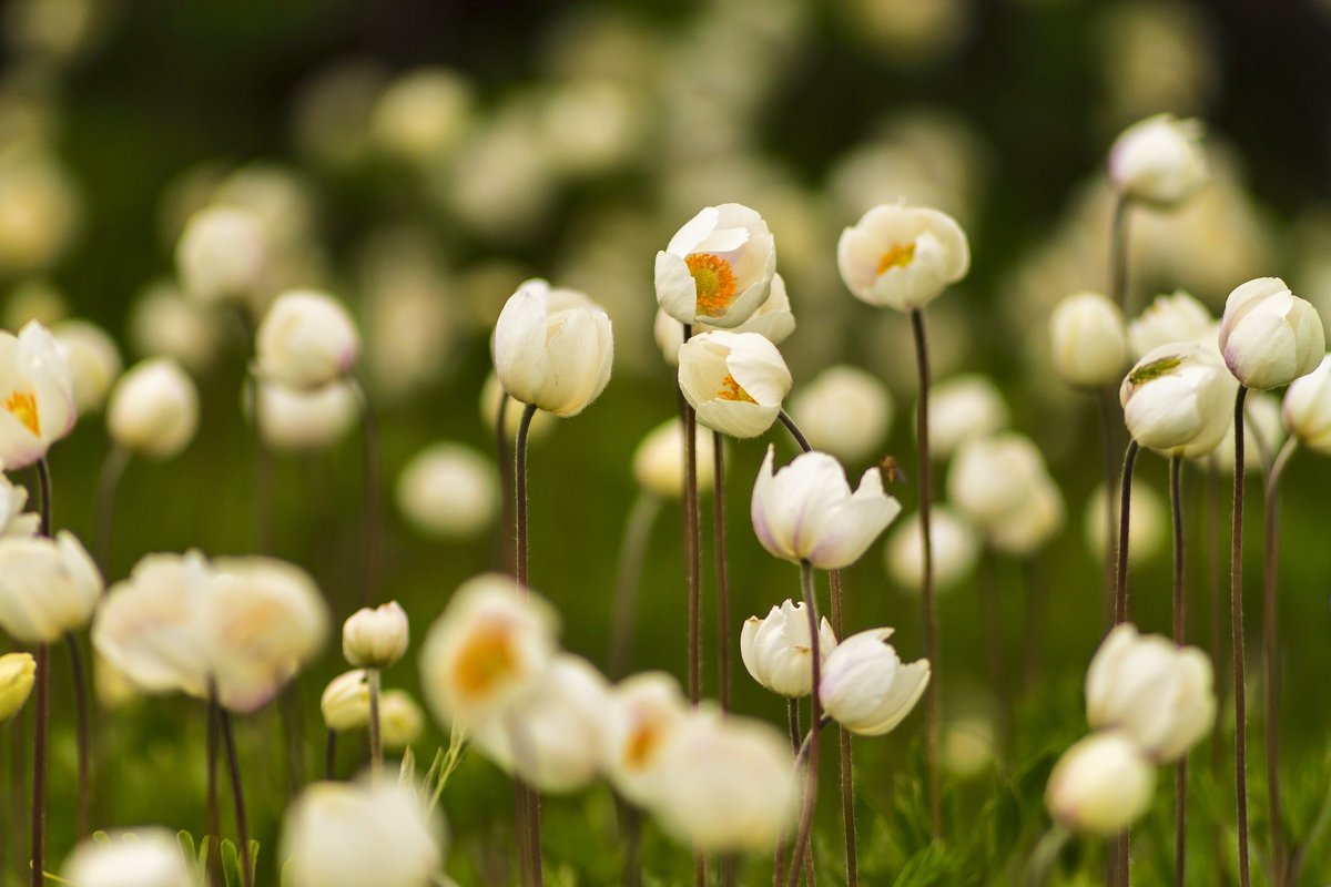 Ветреницы - Денис Соломахин Ветреницы - Денис Соломахин