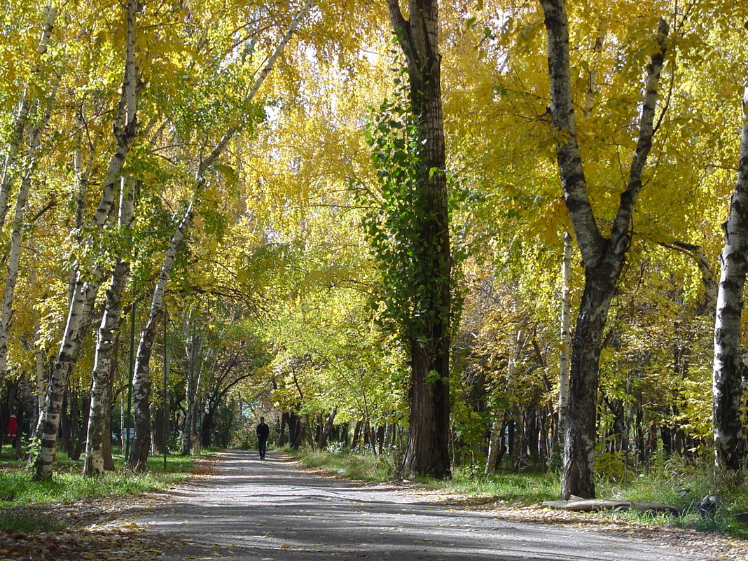 осенний парк - Ольга Савич