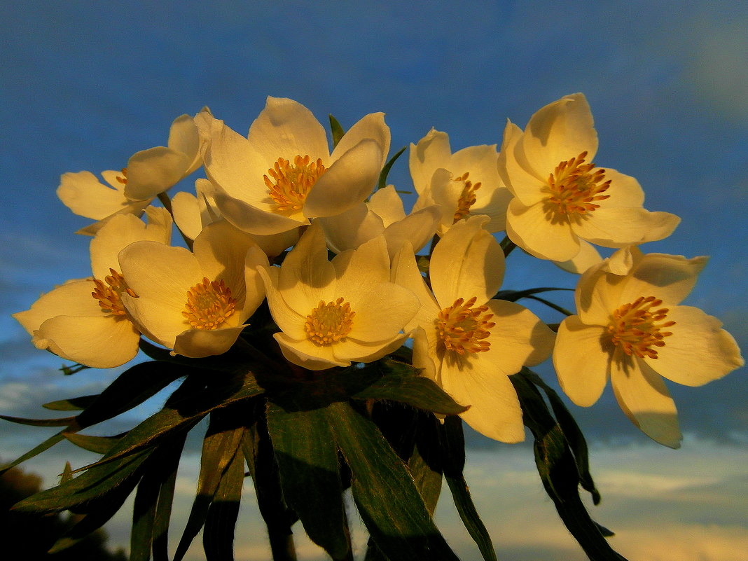 В лучах заката. - nadyasilyuk Вознюк