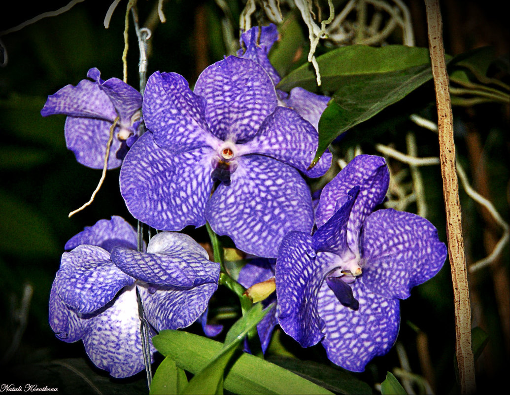 *** - Наталия Короткова