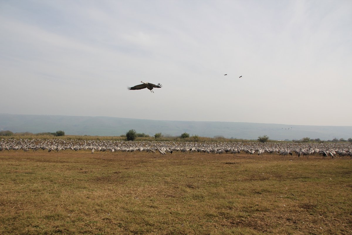 Перелетные - vasya-starik Старик Перелетные - vasya-starik Старик