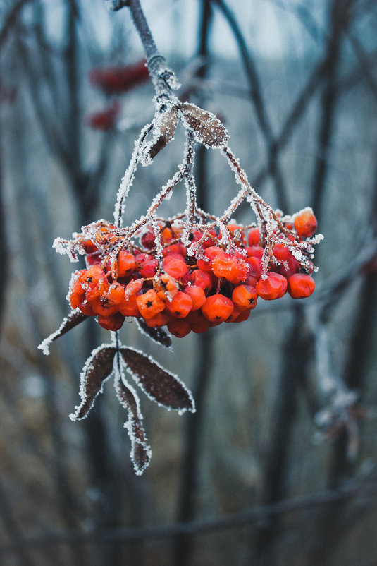 рябинка - Александра Надёжкина