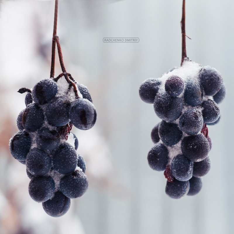 Зима пришла. - Дмитрий Радченко