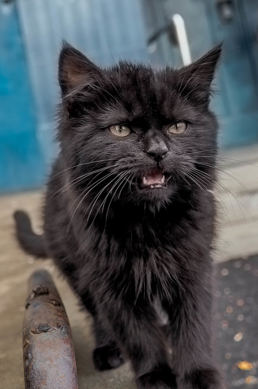 "Я кот Матвей, я дикий кот..." - Андрей Печерский 