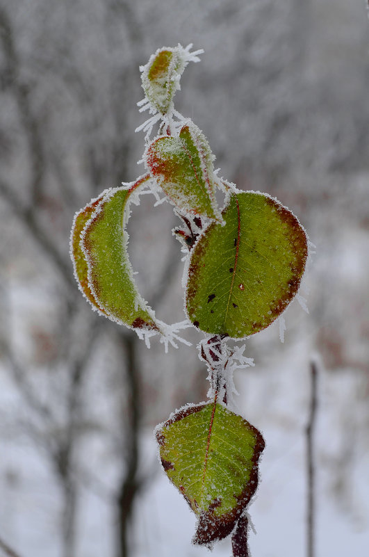 The first signs of winter - Tatiana Kretova