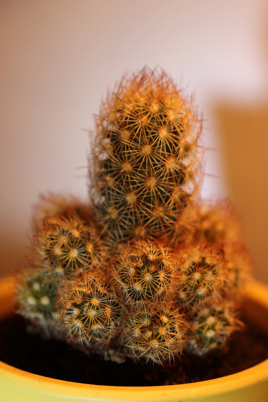 Mammillaria prolifera - Сергей Мосякин