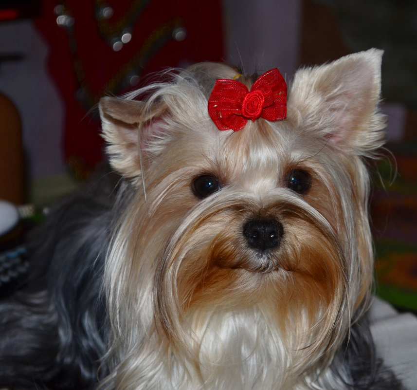 Патрисия - Галина Козырева