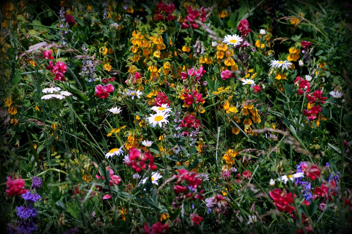 *** - AVETIS GHAZANCHYAN