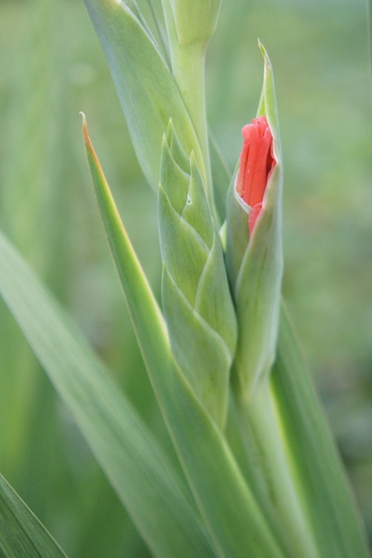 Линии. - Юлия Иванова (Константинова)