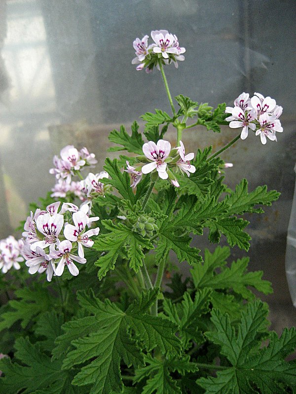 Pelargonium graveolens / Пеларгония душистая - laana laadas