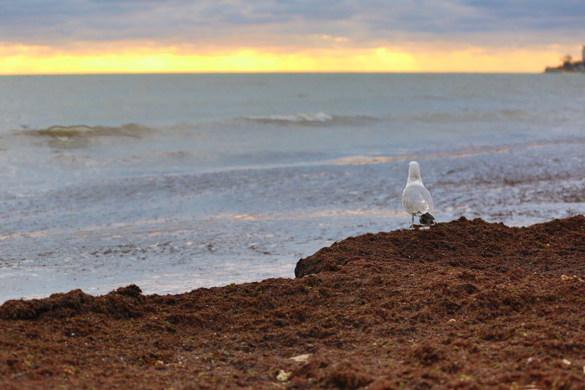 Там, за морем - Вадим Снятков Там, за морем - Вадим Снятков