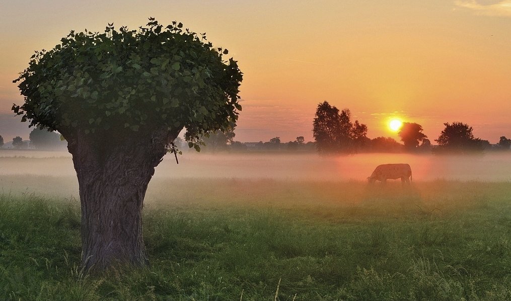 A foggy summer morning. - Johny Hemelsoen 