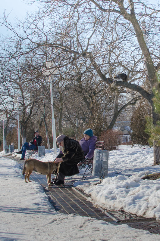 Высоко сижу, далеко гляжу... - Елена Николаева