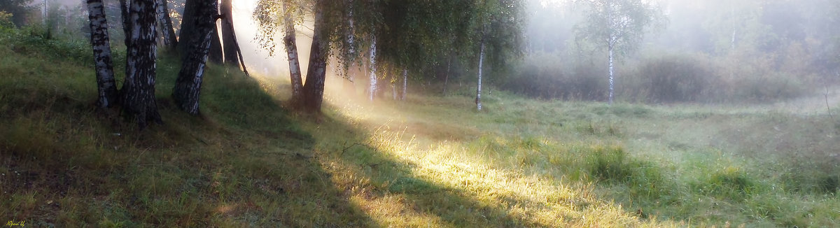 Рассвет в березняке - Юрий Цыплятников