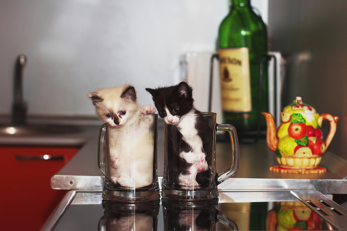 --- - Светлана Чуева --- - Светлана Чуева