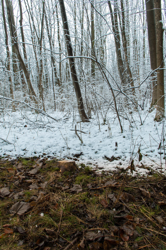 Осень не сдается - Vladimir Urbanovych Осень не сдается - Vladimir Urbanovych