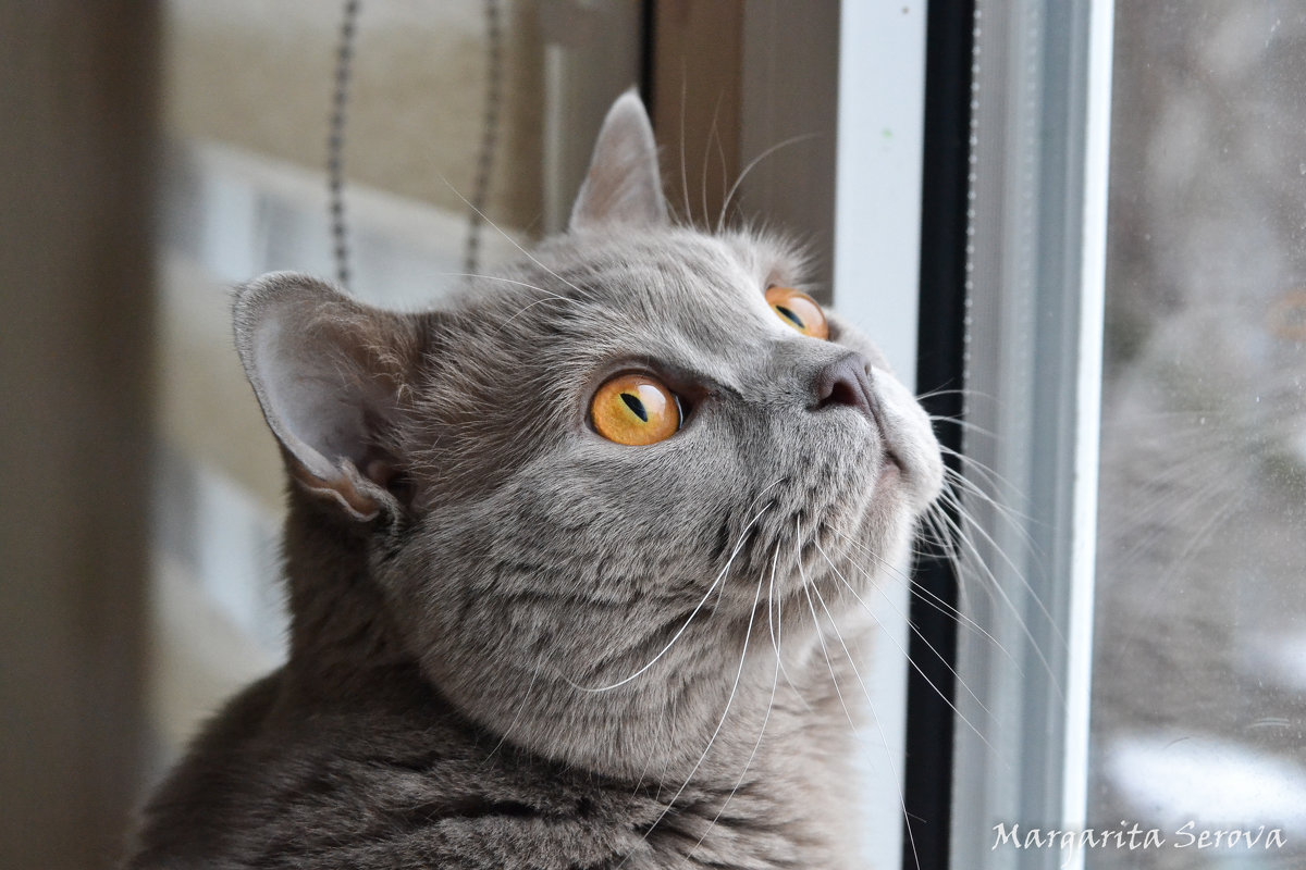 British Shorthair - Margaritka Serova