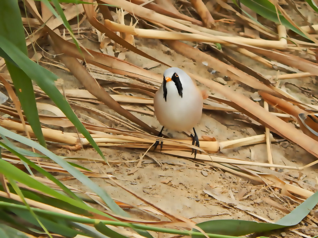 Шалтай-Болтай - Ольга Шерстобитова Шалтай-Болтай - Ольга Шерстобитова