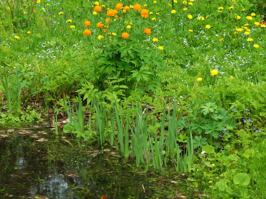 На весеннем пруду - Светлана Лысенко