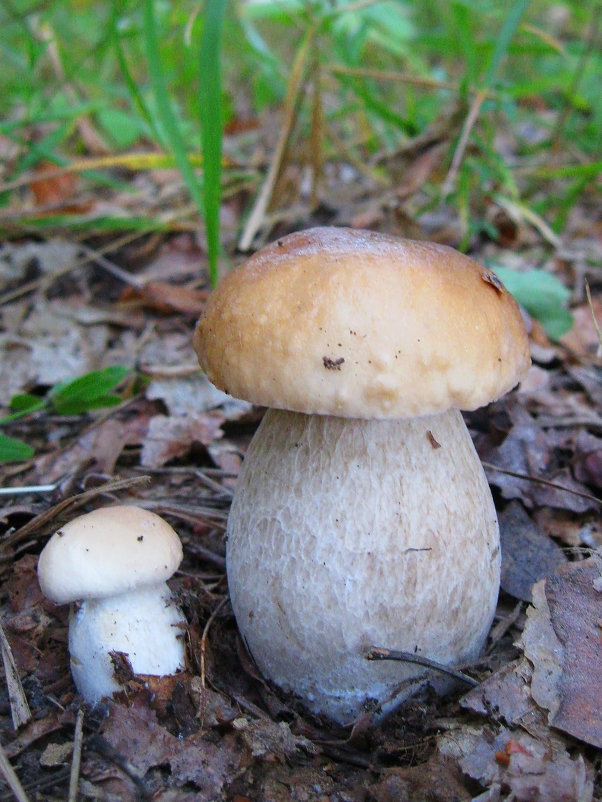 Красавцы - Леонид Корейба