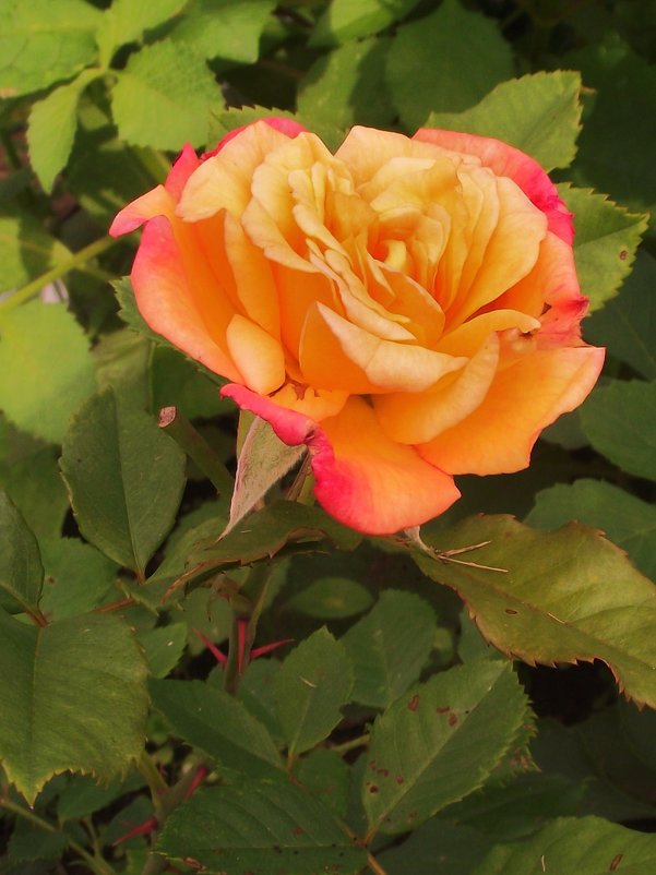 Розочка. - ПК 