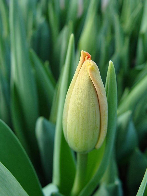 Тюльпаны " Come Back " - laana laadas