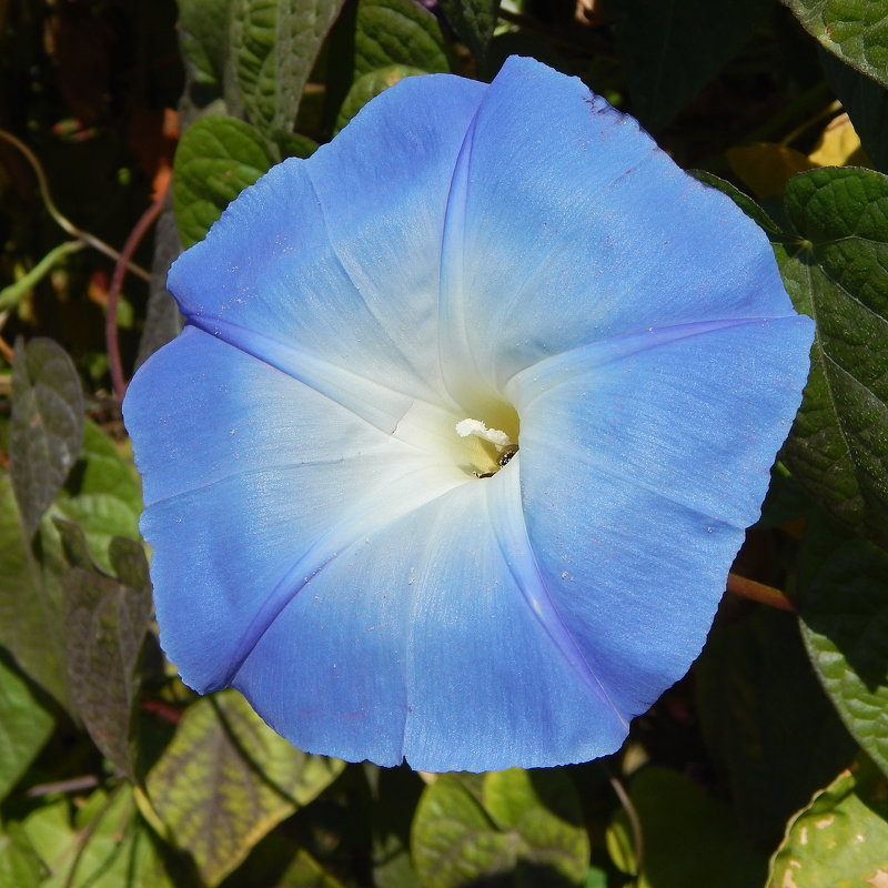 *** - Ольга Шерстобитова