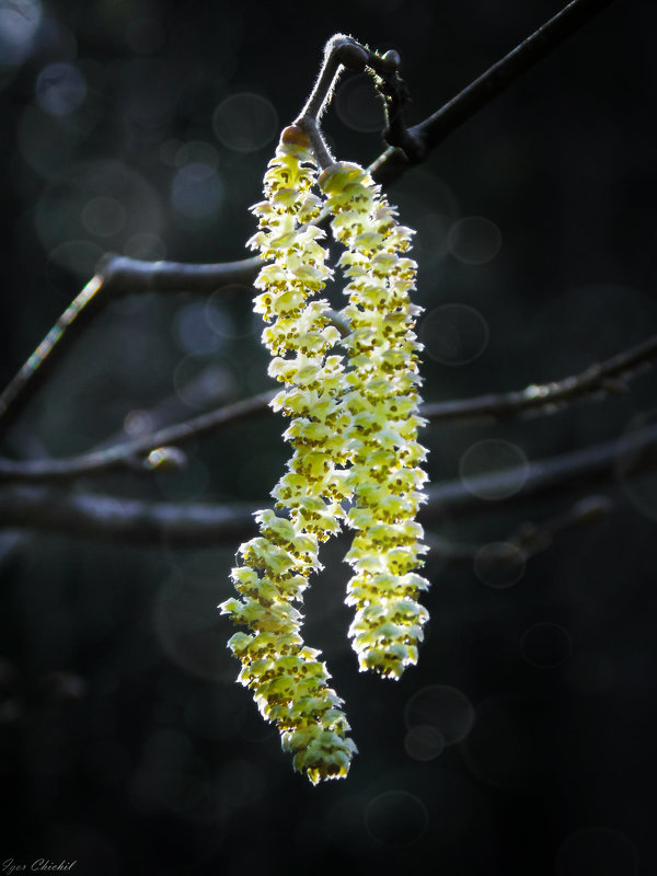 весна пришла - Игорь Чичиль