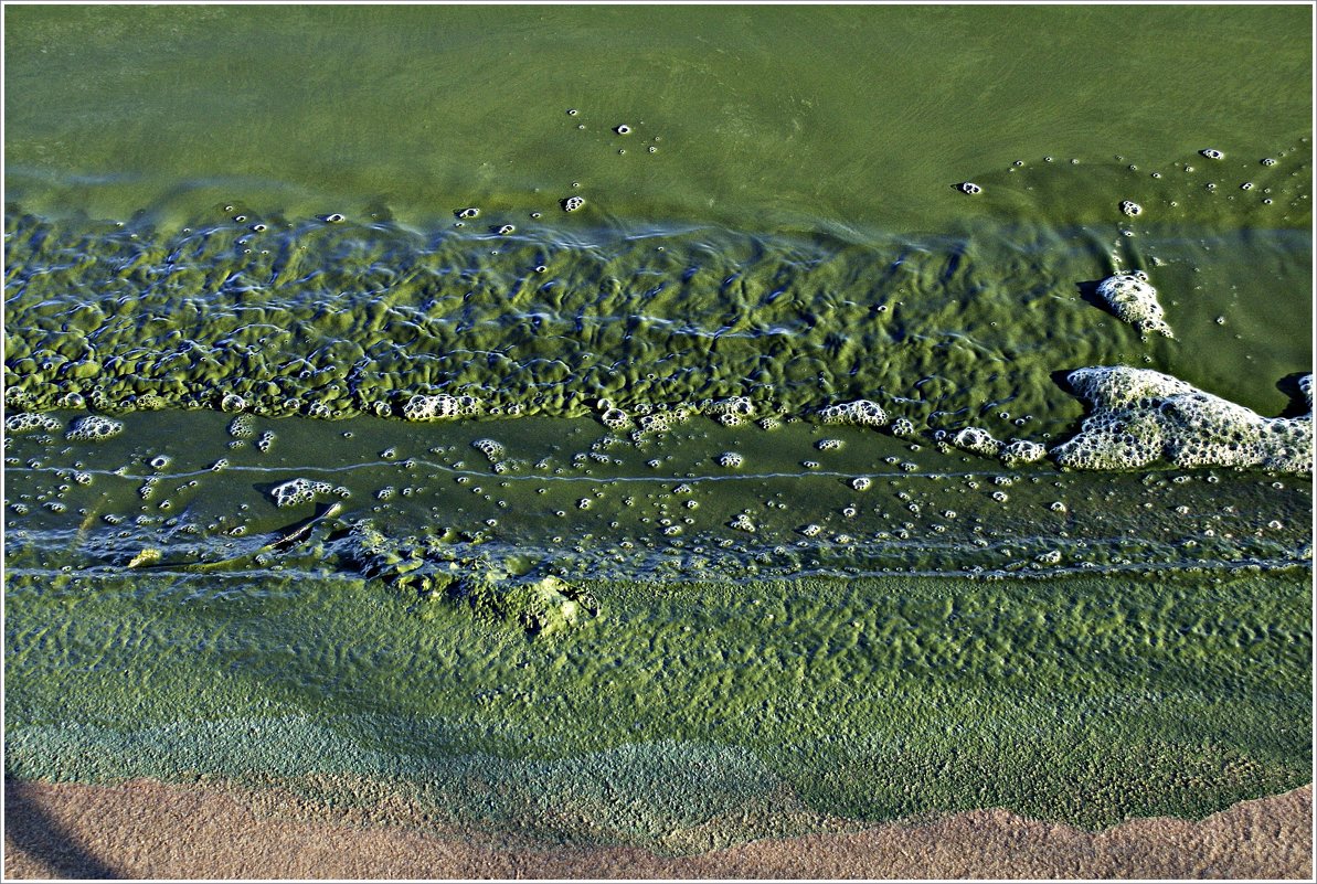 Куршский залив. Водоросли у берега. - Валерия Комова