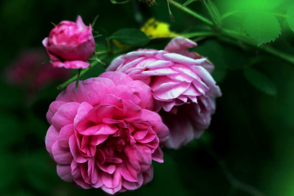 роза - Марианна Ларина