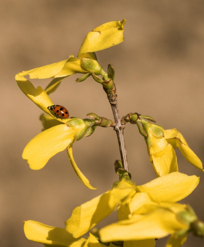 *** - Григорий Карамянц *** - Григорий Карамянц