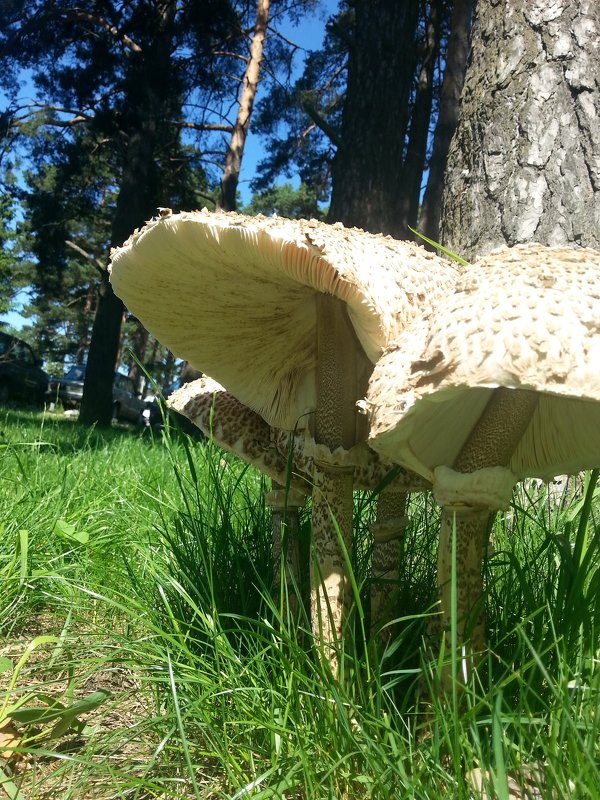 Семейка - Любовь Кожемякина