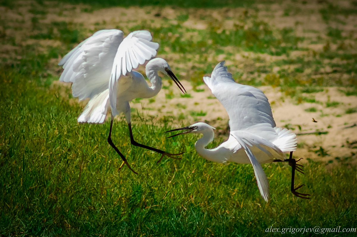 *** - Александр Григорьев *** - Александр Григорьев