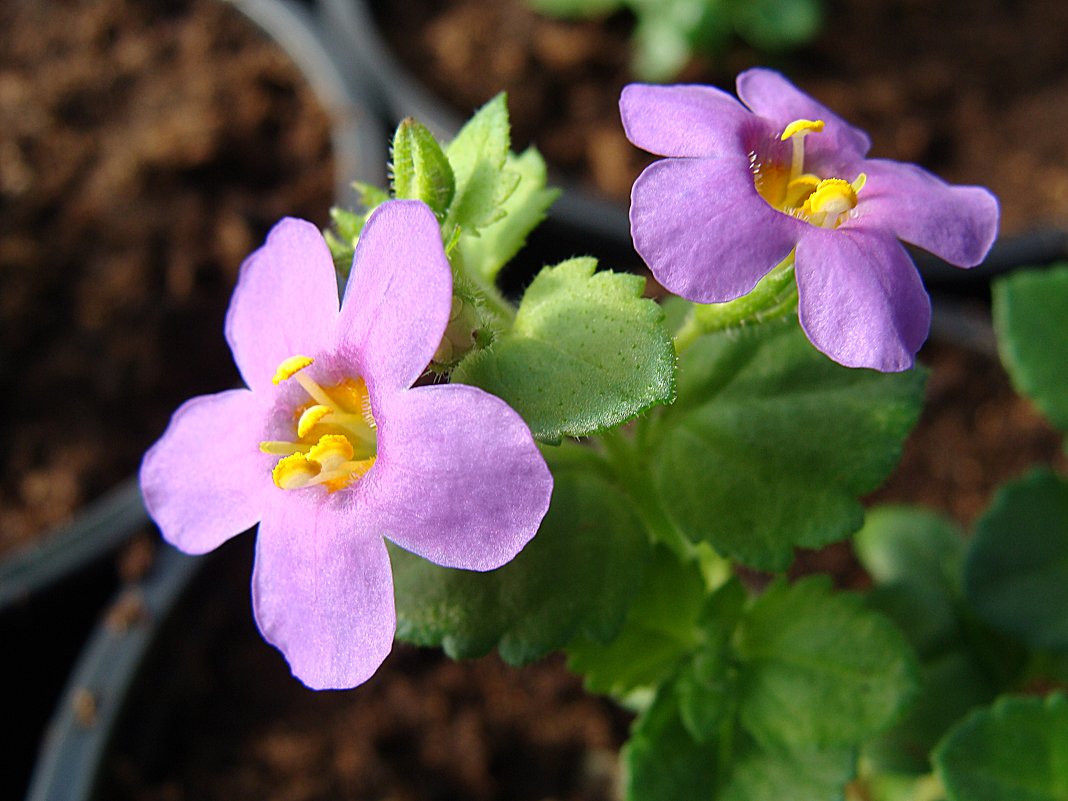 Bacopa " Bahia Purple Sand " - laana laadas