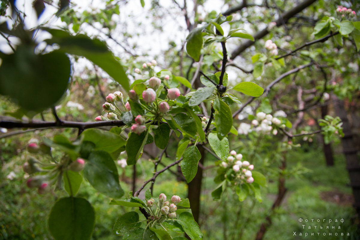 Яблонька - Таня Харитонова