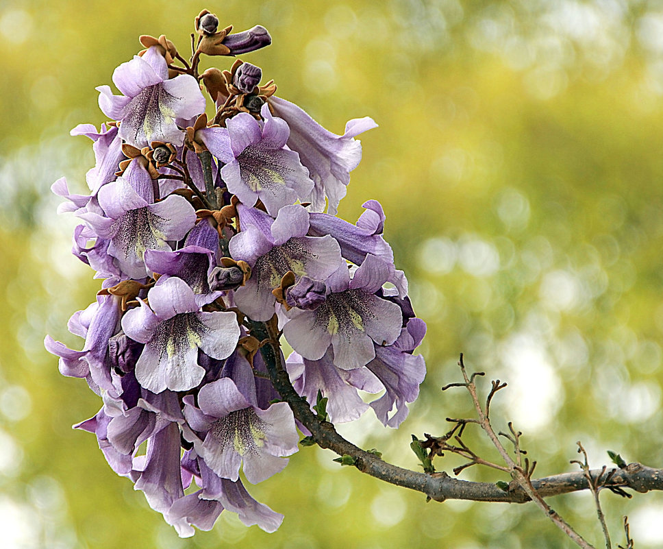 Paulownia войлочная - Alexander Andronik