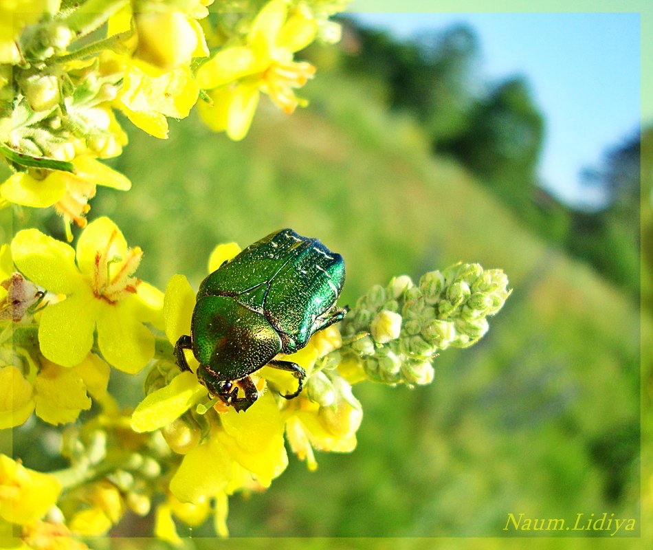 Краски заката - Лидия (naum.lidiya) Краски заката - Лидия (naum.lidiya)