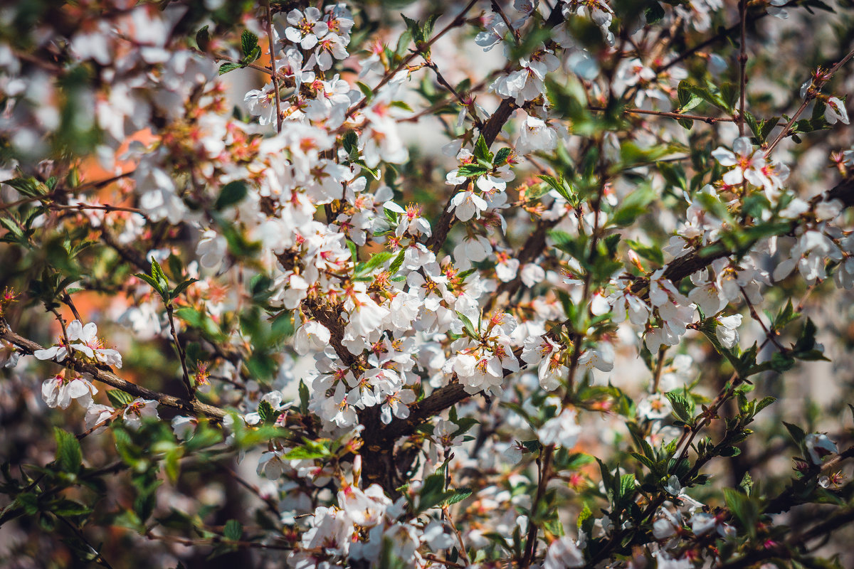 Цветущий рай - Елена Малиновская