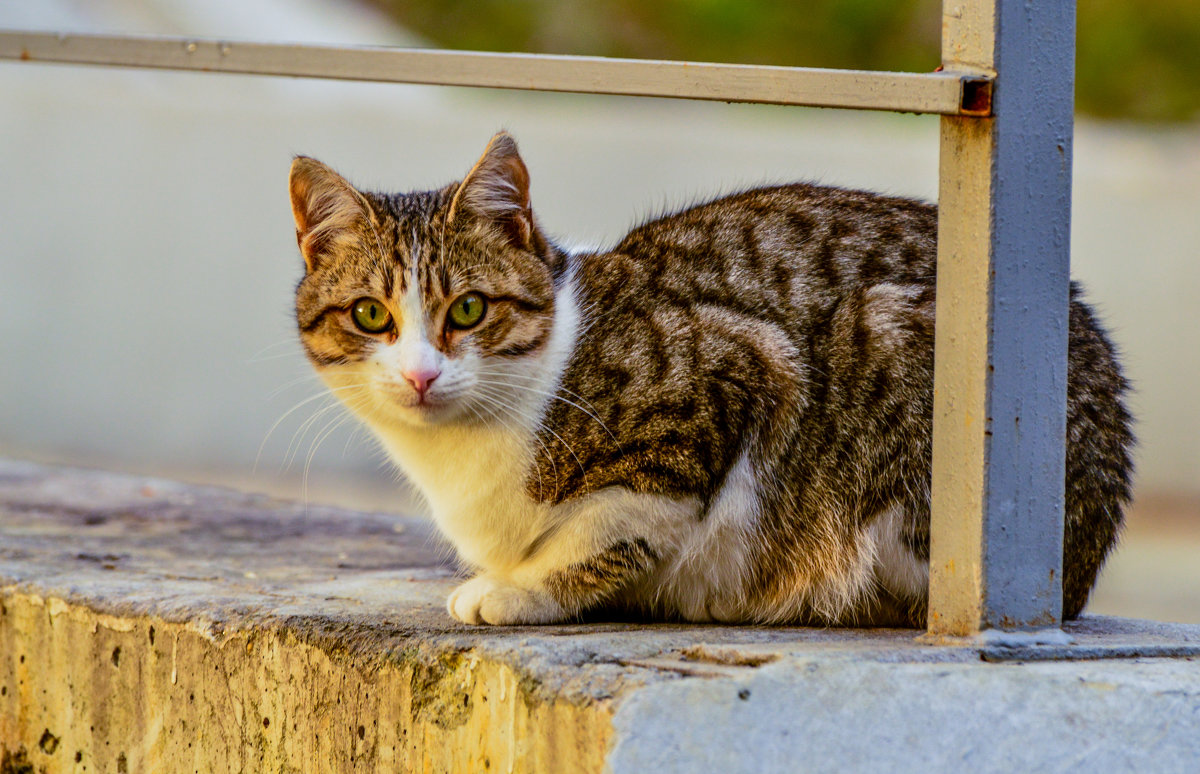 Сочинские кошки... - Михаил Петрик