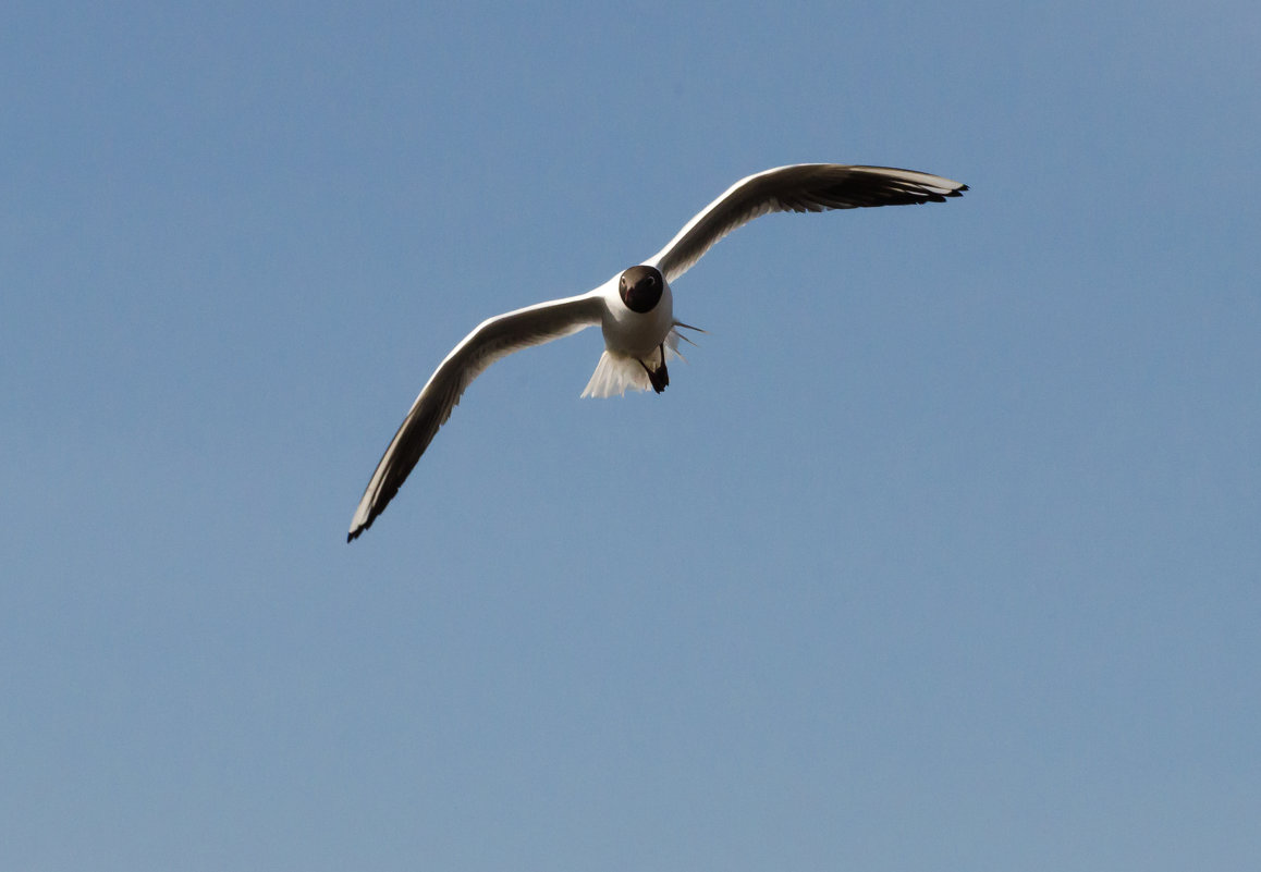 * - Амет Джелилов