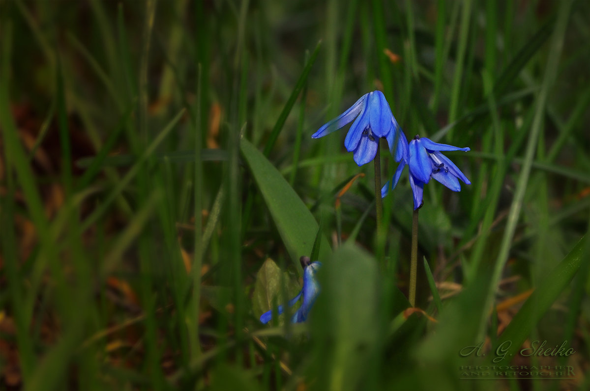 Пробуждение - Андрей Шейко