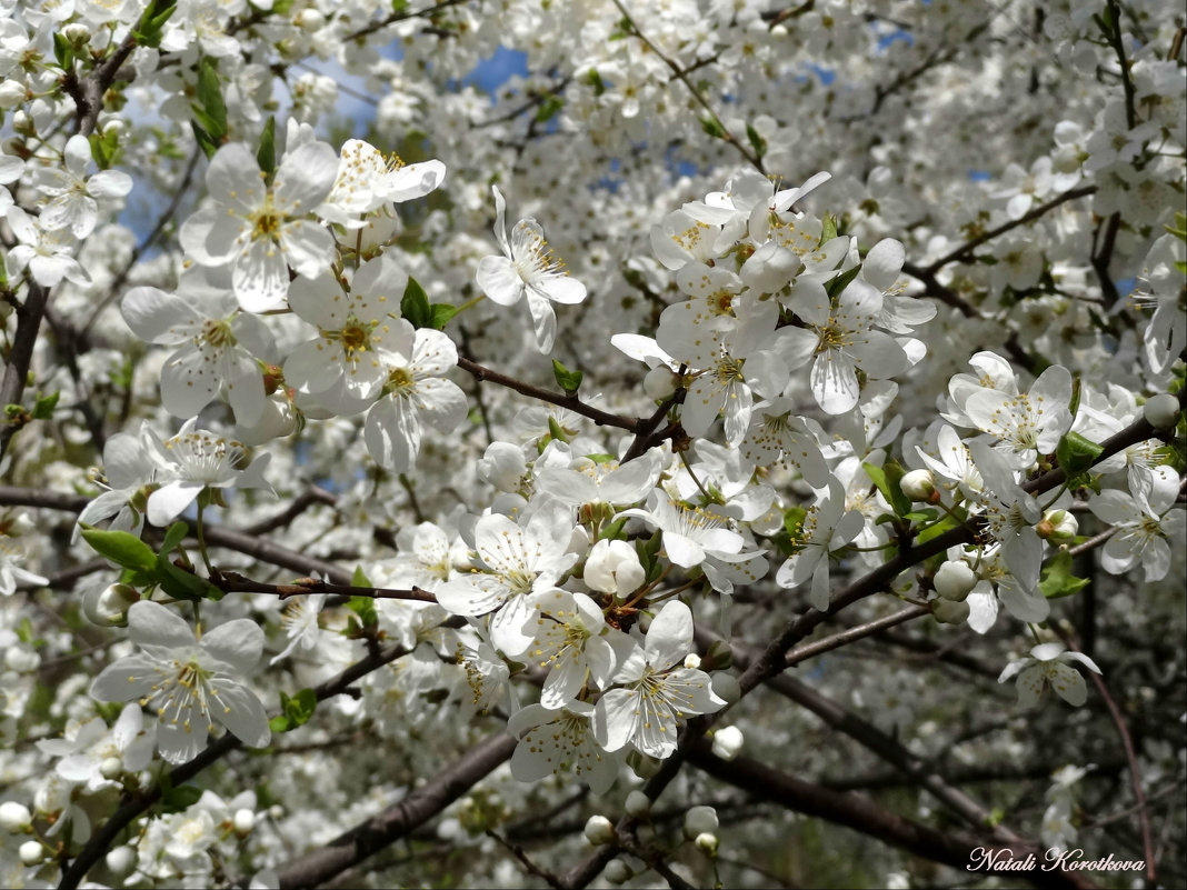 *** - Наталия Короткова