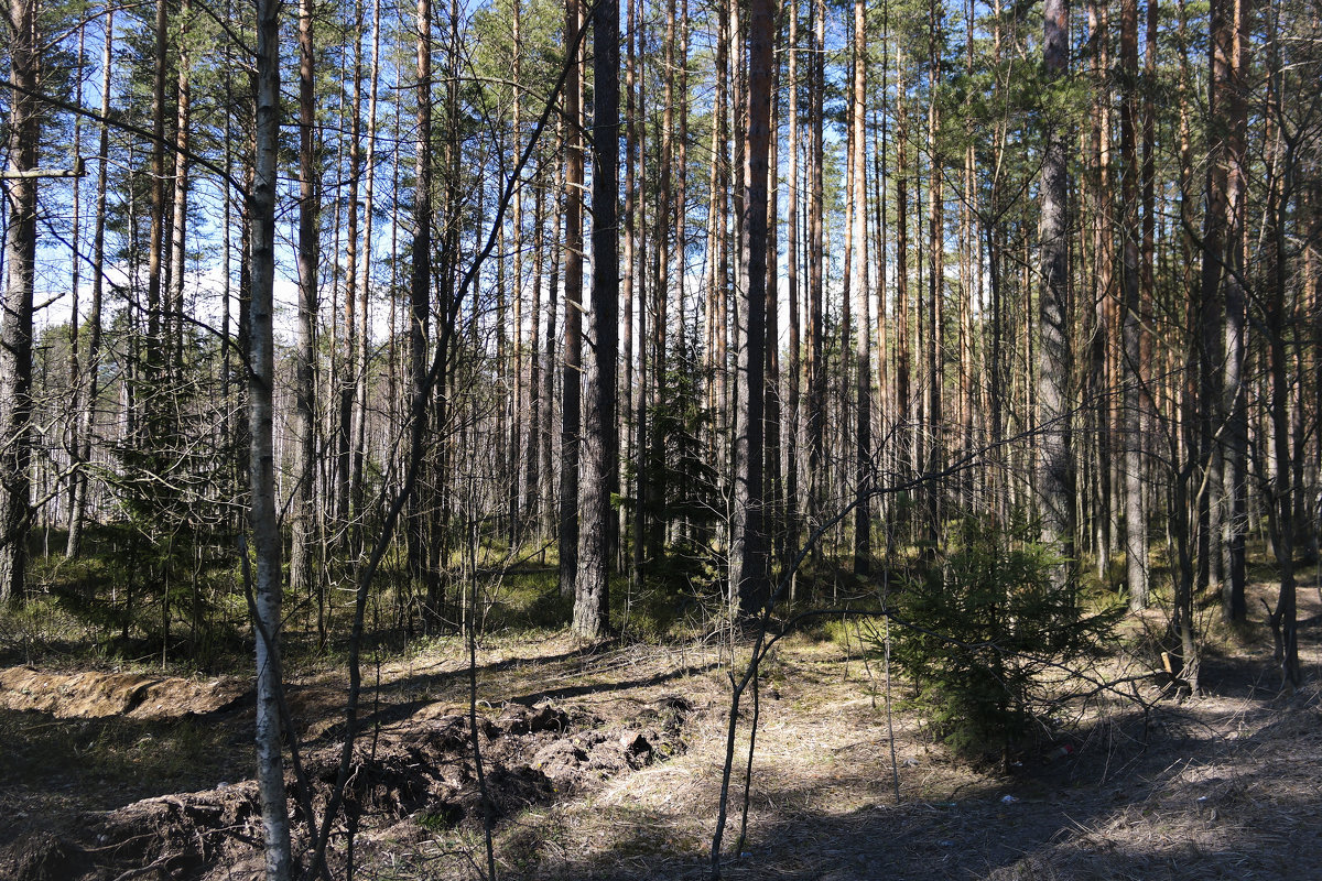 *** - Aнна Зарубина