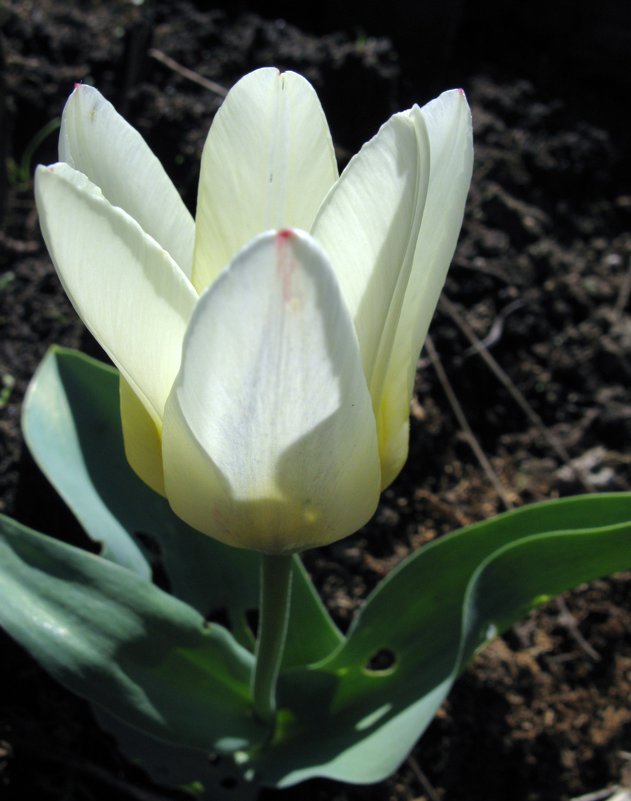 Бокальчик с весенним солнцем. - ТАТЬЯНА (tatik)