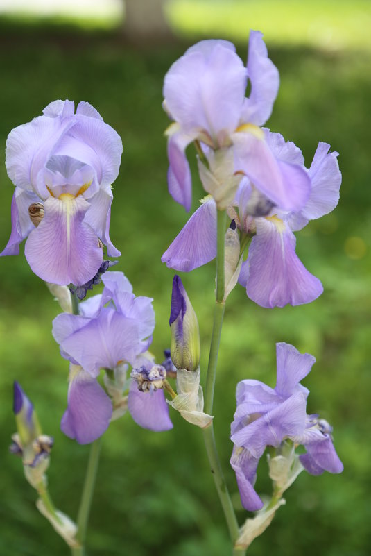 Цветочный хоровод-32. - Руслан Грицунь