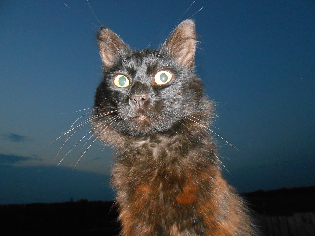 кот смотрящий в даль - Анна Прохорская