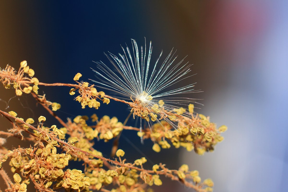 ..мимолетное .. - Ирина Сивовол ..мимолетное .. - Ирина Сивовол