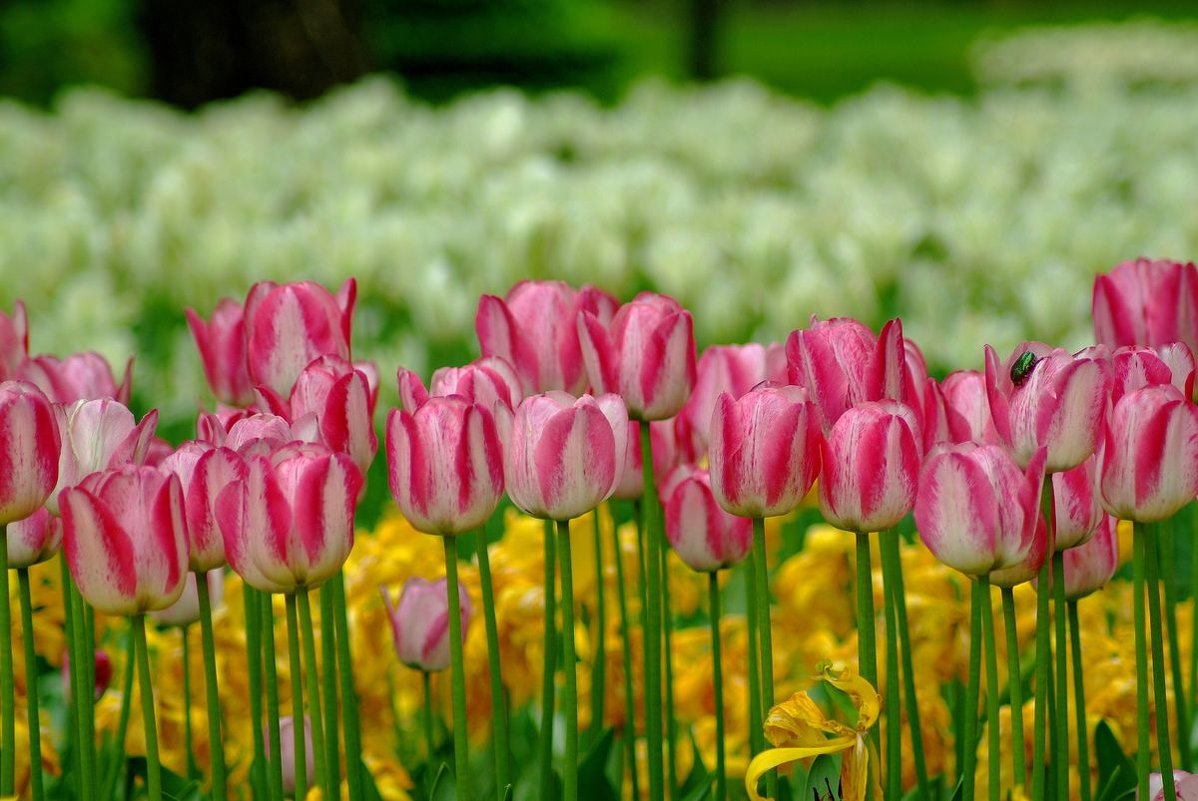 Финальные аккорды - Юрий Анипов 