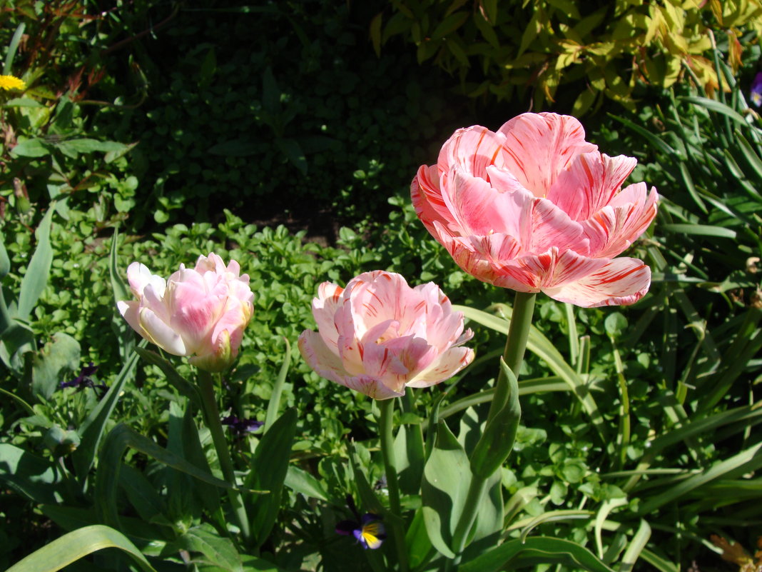 Тюльпаны - laana laadas Тюльпаны - laana laadas